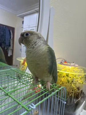 Green checked Conure parrot hand tamed 6month old healthy bird