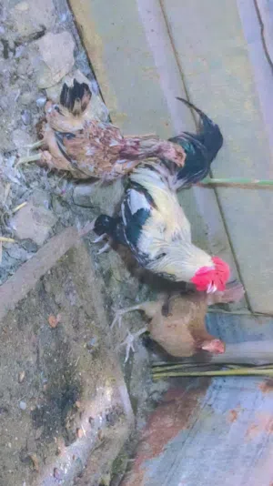 سلام عليكم دجاج عرب اصلي عندي  حب الرمان كافات او كاركات وحده جواها بيظ والثانيه ما جواها والديج شوك