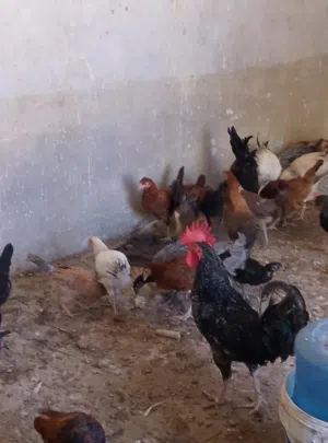 دجاح اعمار من أربع شهور لخمس شهور وديكين