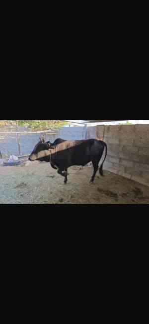 ثور وبقره عمانيات للبيع