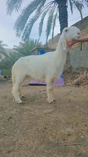 ورجين نجديه درجه اوله البيع