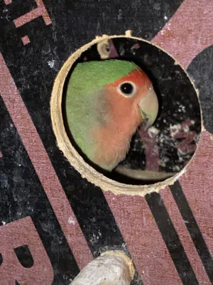 سلام عليكم شوف الوصف