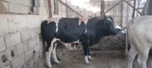 عجول عراقي كله مكفول بل ذمه عنواني البصره المطيحه حي الزيتون احنه بخدمت اباعبد الله الحسين