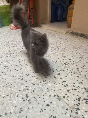 قطوس سيامي سعره كزيوني