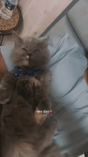 Persian cat for adoption
