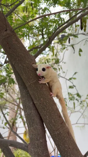 Sugar glider      سنجاب طائر عمر اربع شهور مع قفص و العاب و اغراضه كلها
