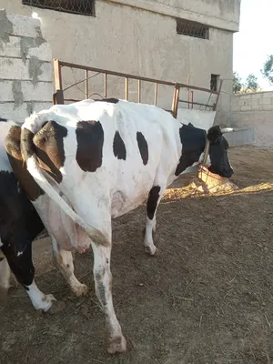 ‏أبقار‏3