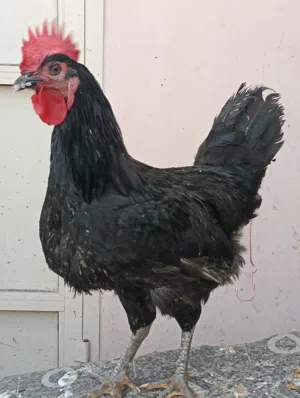 chicken for sale