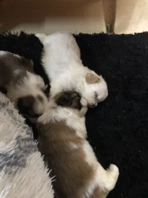 كلاب شيتزو للبيع اعمارهن شهرين120/100قابل للتفاوض  Dog for sell to month old 120