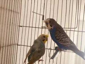 جوز مشوش متوفر ريش مصراته بي جنب جزيره قراره