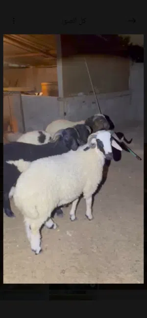 متاح بي فضل الله خرفان رقم وحد