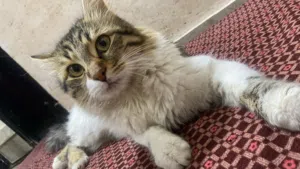 ابو حسين للبيع باكل كلشي البدك ياه باكل