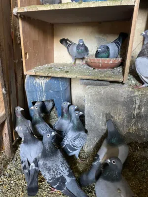 حمام زاجل للبيع