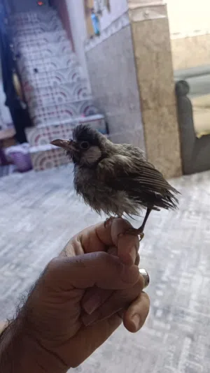 بلبل اليف مخلف للبيع