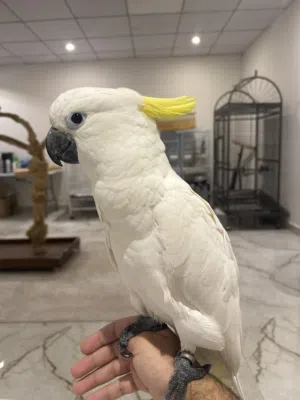 Cockatoo sulphur crested baby