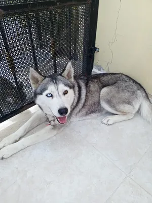 Husky1