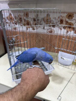 ببغاء دره أليف مخلف