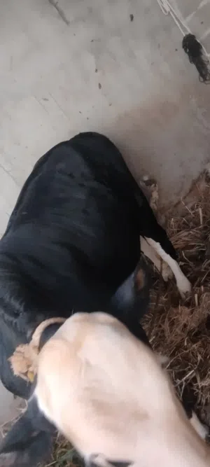 مطلووووب عجله سمينه ما والد فل سمنه