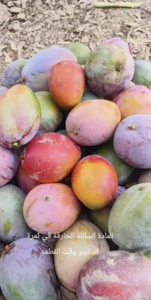 مطلوب بذور مانجو كميه