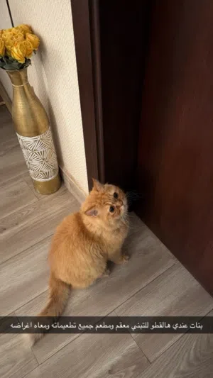 تبني قطط شيرازي