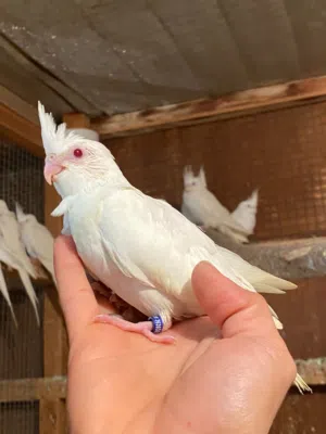 يتوفر لدينا فروخ الكوكتيل