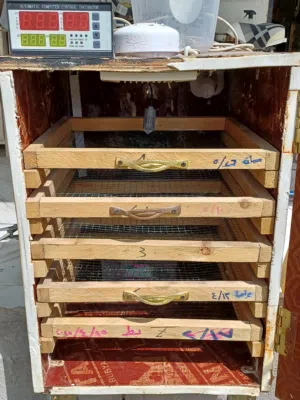 مفقسه 300 بيضه تقليب يدوي جهاز تحكم اصلي دبل فان تفقيس ناجح