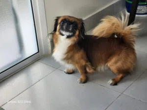 بكينيز للبيع ذكر