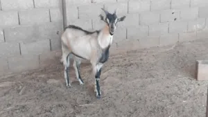 جدي الالبين فرنسي