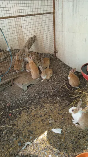 أرانب محليه للبيع