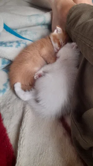 قط 3 شهور ب 35 دينار