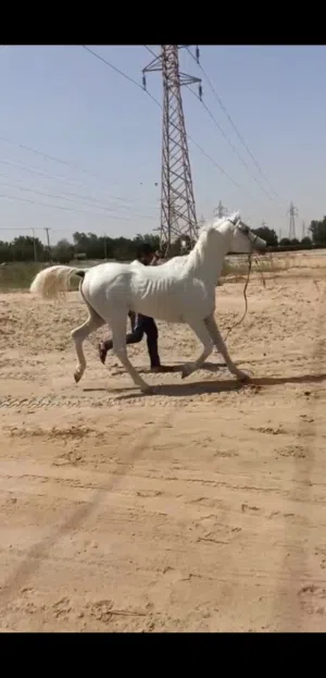 للبيع حصان مصري انتاج بيت العرب