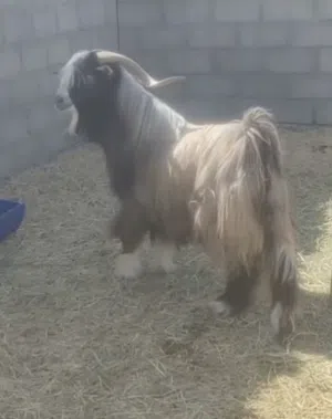 تيس فحل للبيع من حلال بني سعيد