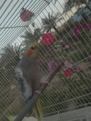 متاح كوكتيل ايزبيل نثيه