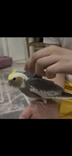 4 كروان مع قفص كبير بيعة سريعة