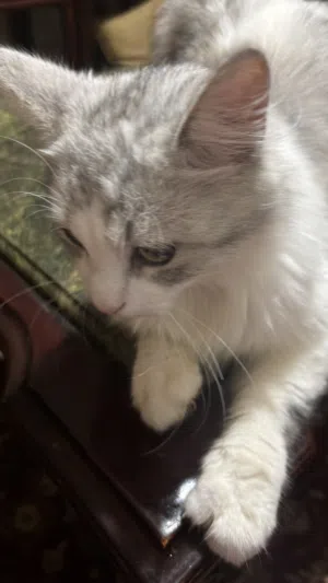 Cute humble cat قط لطيف