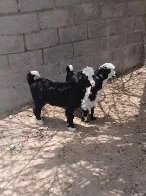 للبيع تيوس من حلال بني سعيد