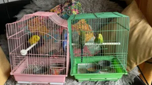 طيور هند هولندي