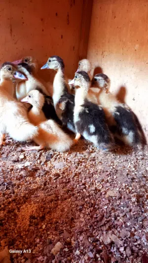 بسم الله الرحمن الرحيم  متوفر فلاليس بط عربيه عمرهم 16يوم عدد12طرف ماشاء الله ربي يبارك عز متربي ماش
