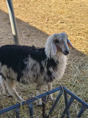 كبش تهجين نجدي نعيمي