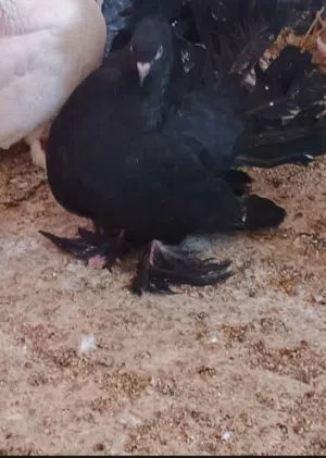 حمام عروسه الزوج