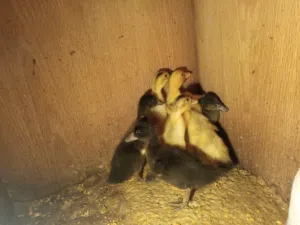 فراخ بط للبيع عدد 4 (بكيني وشرشيري)عمرهم 3 اسبوع