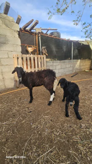 جاعدة عمانية