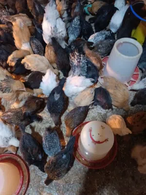 فرحات عمر شهرين300حبه ما في يمكن 20ديك مطلوب بالحبه دينارين ماخذات جميع المطاعم صحه ونضافه
