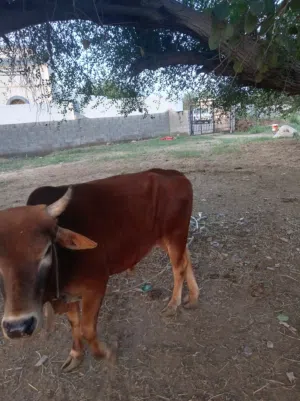 للبيع ثور عماني