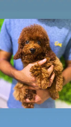 Imported Vietnam Toy Poodle