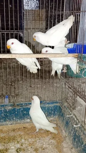 طيور روز للبيع