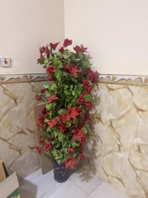 مزهرية ورد طول متر ونص