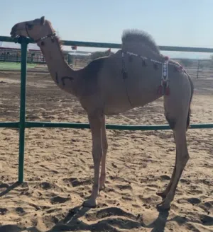 بكرة مزاين