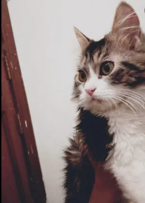 قط شيرازي للتبني 7 شهور