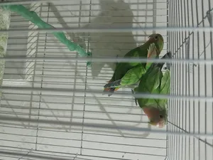 Parrots0